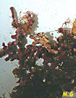 Maerl